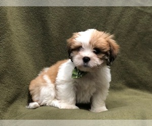 Lhasa Apso Puppy for sale in LAKELAND, FL, USA