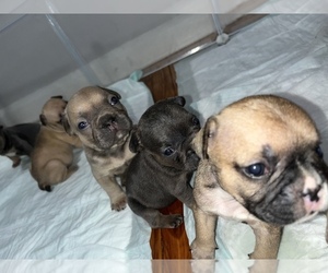 French Bulldog Puppy for Sale in EAST HARTFORD, Connecticut USA