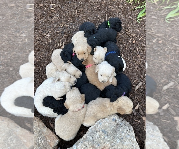 Medium Photo #1 Goldendoodle Puppy For Sale in MARION, NC, USA