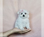 Puppy 10 Maltese