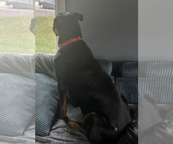 Medium Photo #3 Rottweiler Puppy For Sale in Hillsboro, NH, USA