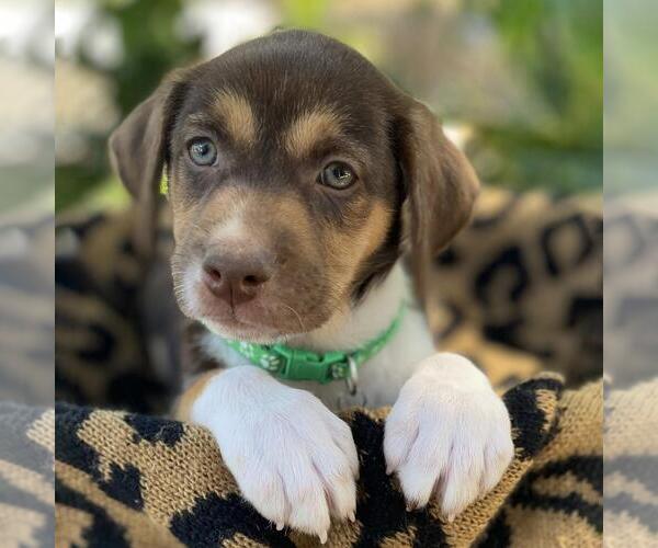 Medium Photo #4 Mutt Puppy For Sale in San Diego, CA, USA