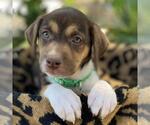 Small #3 Mutt