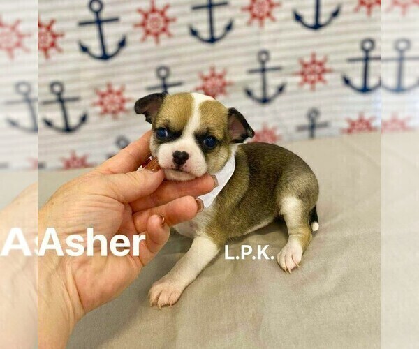 Medium Photo #2 Chihuahua Puppy For Sale in WINNSBORO, LA, USA