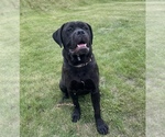 Small Photo #1 Cane Corso Puppy For Sale in JAMESTOWN, MO, USA