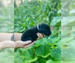 Small #11 Labrador Retriever