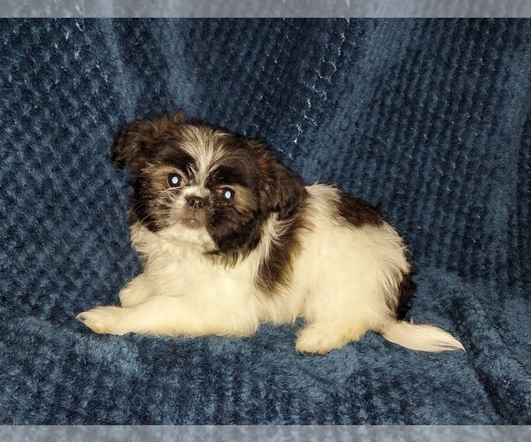 Medium Photo #5 Shih Tzu Puppy For Sale in THE WOODLANDS, TX, USA