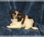 Small Photo #5 Shih Tzu Puppy For Sale in THE WOODLANDS, TX, USA