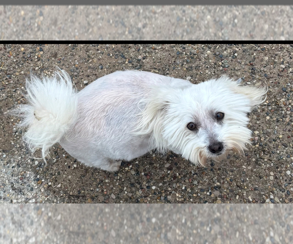 Medium Photo #15 Coton de Tulear Puppy For Sale in BIG RAPIDS, MI, USA