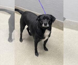 Chihuahua-Unknown Mix Dogs for adoption in Las Vegas, NV, USA