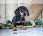 Small Photo #13 Dachshund Puppy For Sale in GREENWICH, OH, USA