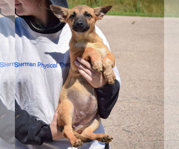 Medium Photo #4 German Shepherd Dog-Unknown Mix Puppy For Sale in Huntley, IL, USA