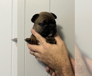 French Bulldog Puppy for sale in CLARKSVILLE, VA, USA