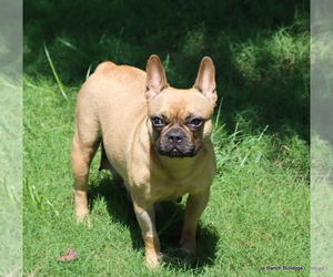 Mother of the French Bulldog puppies born on 07/07/2025