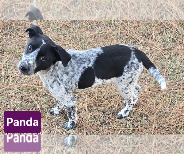 Medium Photo #2 Labrador Retriever-Unknown Mix Puppy For Sale in Alexander, AR, USA