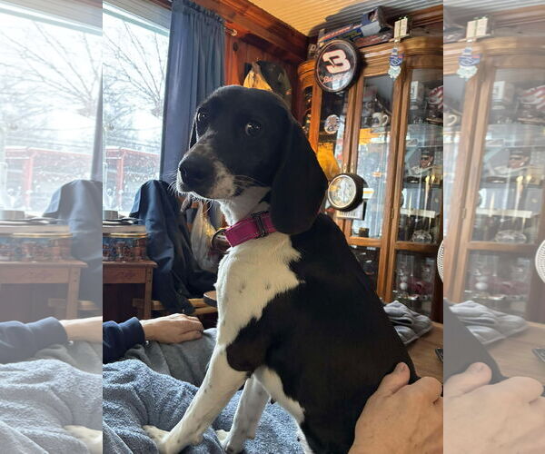 Medium Photo #3 Beagle-Unknown Mix Puppy For Sale in Roxboro, NC, USA