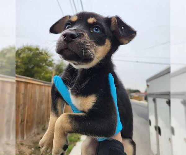 Medium Photo #1 Mutt Puppy For Sale in San Antonio, TX, USA