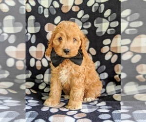 Cock-A-Poo Puppy for sale in CHRISTIANA, PA, USA