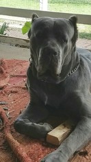 Cane Corso Puppy for sale in PANHANDLE, TX, USA