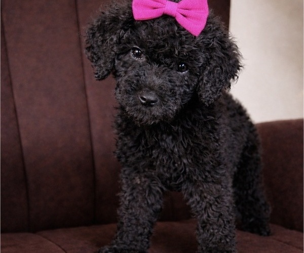 Medium Photo #1 Goldendoodle Puppy For Sale in HUMBLE, TX, USA
