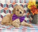 Small Photo #3 Poodle (Miniature) Puppy For Sale in LANCASTER, PA, USA