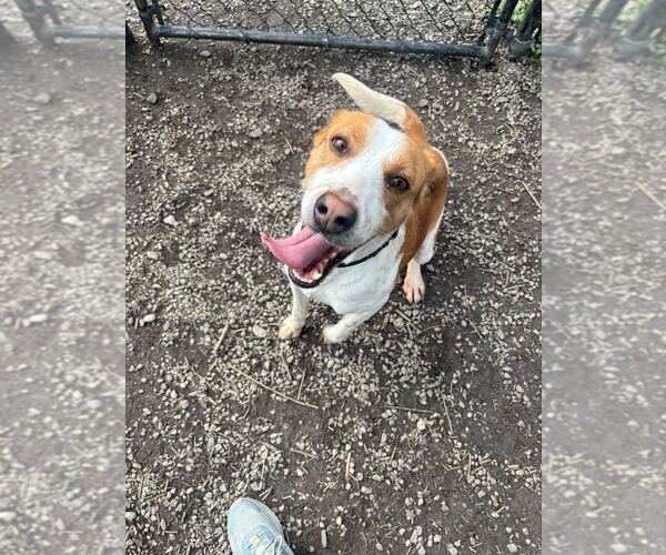 Medium Photo #2 Mutt Puppy For Sale in Elmsford, NY, USA