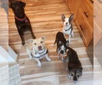 Small #7 American Pit Bull Terrier Mix