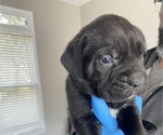 Small Photo #10 Cane Corso Puppy For Sale in STOCKBRIDGE, GA, USA