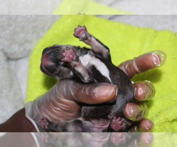 Medium Photo #7 French Bulldog Puppy For Sale in SPRING, TX, USA