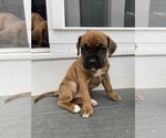 Puppy Sharease Boxer