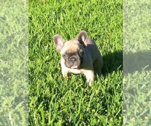 French Bulldog Puppy for sale in WHITTIER, CA, USA