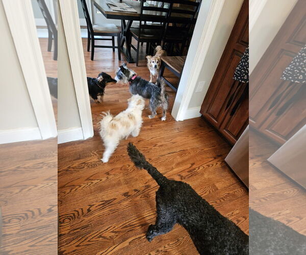 Medium Photo #4 Mutt Puppy For Sale in Woodbury, NY, USA