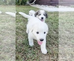 Image preview for Ad Listing. Nickname: Curley