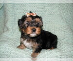 Small Photo #1 Yorkshire Terrier Puppy For Sale in MANKATO, MN, USA