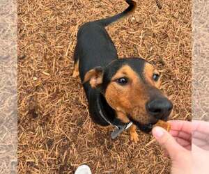 Doberman Pinscher-Unknown Mix Dogs for adoption in Houston, TX, USA