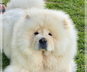 Chow Chow Puppy for sale in WALLOWA, OR, USA
