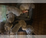 Small #7 Cock-A-Poo-Maltipoo Mix