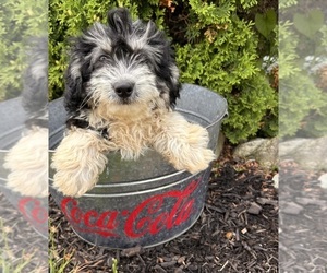 Poo-Ton Puppy for sale in MIDDLEBURY, IN, USA