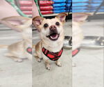 Small #2 Chihuahua Mix