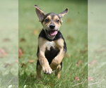 Leo - Male Australian Shepherd-Beagle Mix Dog for Adoption - Small photo