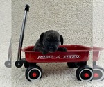 Small #1 French Bullhuahua