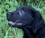 Small Photo #2 Labrador Retriever Puppy For Sale in SPOTSYLVANIA, VA, USA
