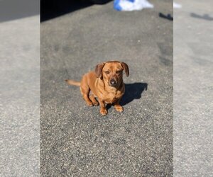 Dachshund-Unknown Mix Dogs for adoption in Woodbury, NY, USA