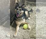Small German Shepherd Dog Mix