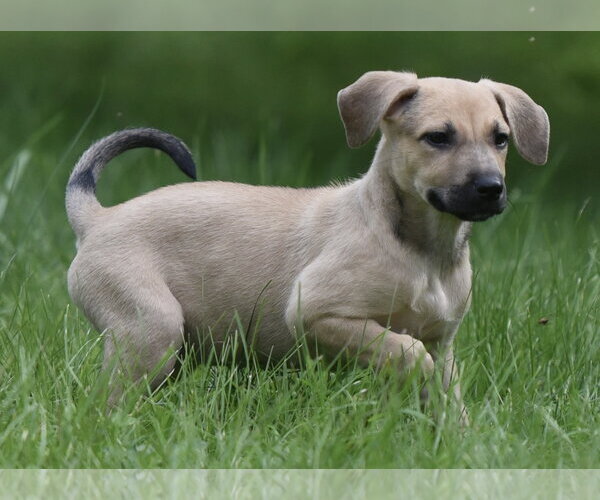 Medium Photo #1 Boxer-Unknown Mix Puppy For Sale in Mechanicsburg, PA, USA