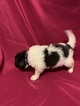 Small Photo #1 Newfoundland Puppy For Sale in FRONT ROYAL, VA, USA