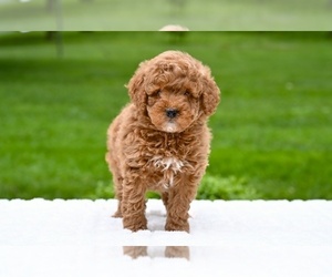Goldendoodle (Miniature) Puppy for sale in MILLERSBURG, OH, USA