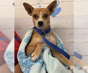 Chihuahua-Unknown Mix Dogs for adoption in San Bernardino, CA, USA