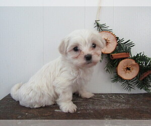 Medium Maltipoo (Miniature)