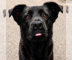 Retriever -Unknown Mix Dogs for adoption in Canton, CT, USA